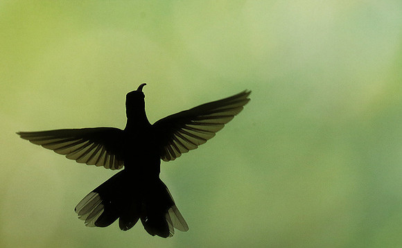Silhouette