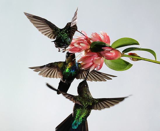 Fiery throated humming bird