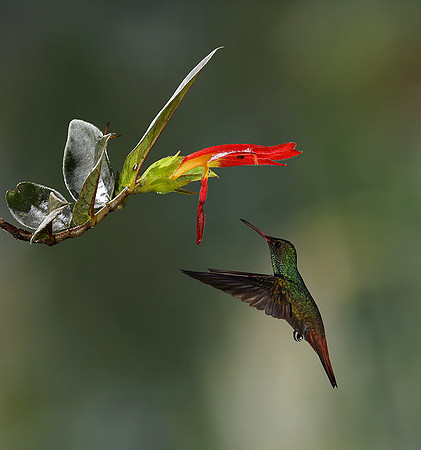 Humming bird