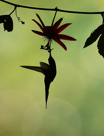 Silhouette