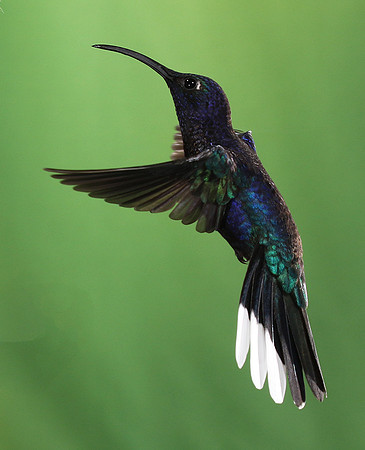 Violet saberwing