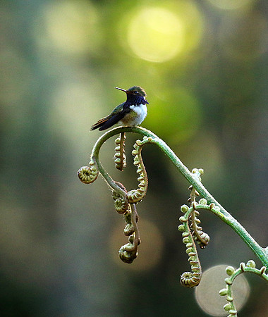 Volcano talamanca (male)