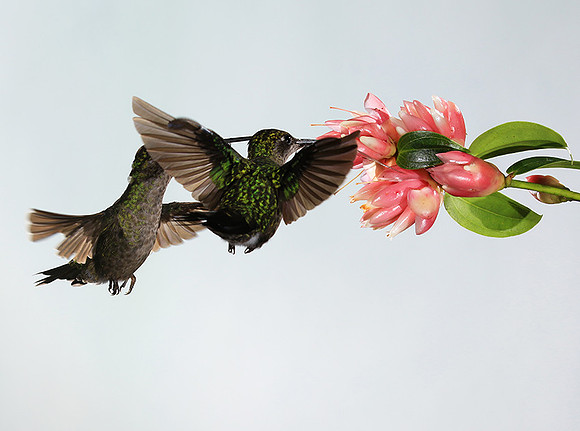 Fiery throated humming bird