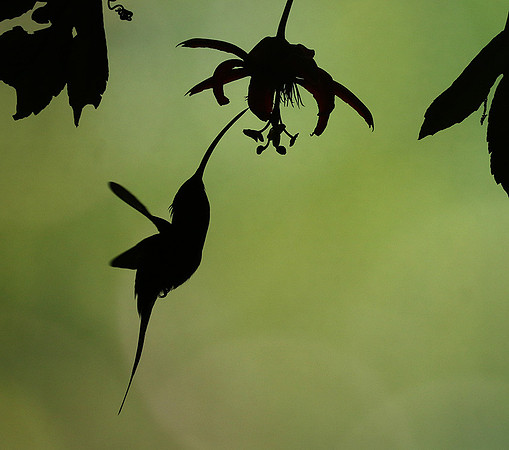 Silhouette