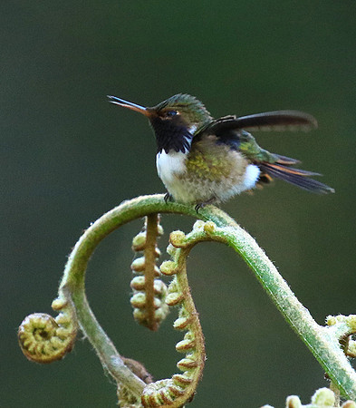 Volcano talamanca (male)