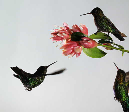 Fiery throated humming bird