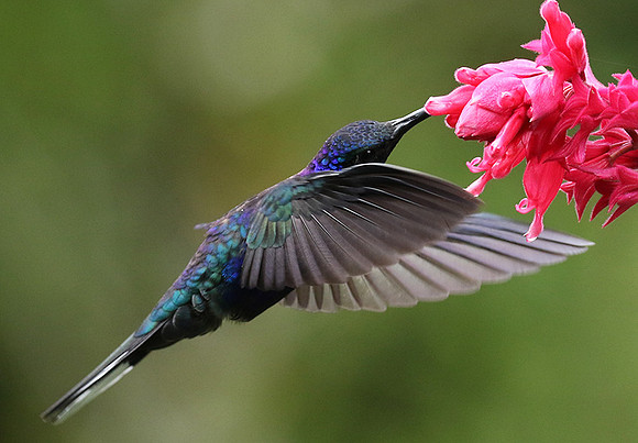 Violet saberwing