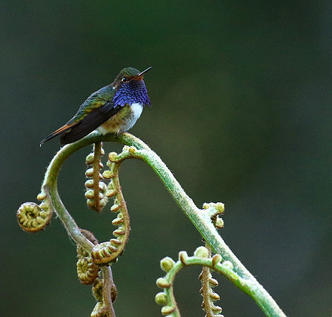Volcano talamanca (male)