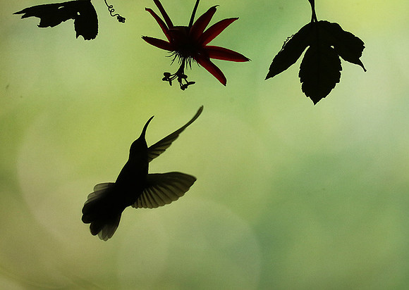 Silhouette