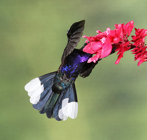 Violet saberwing