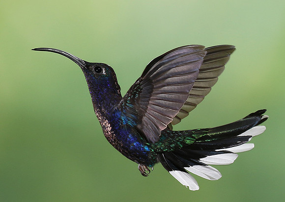 Violet saberwing
