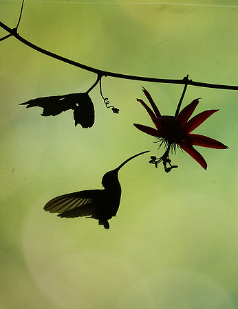 Silhouette