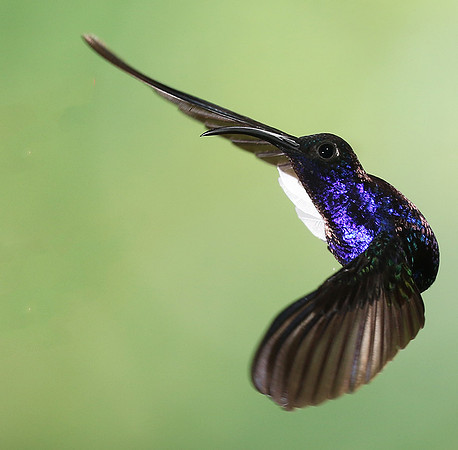 Violet saberwing