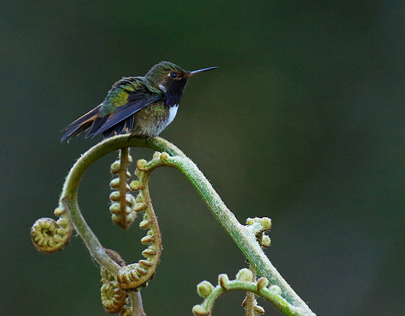 Volcano talamanca (male)