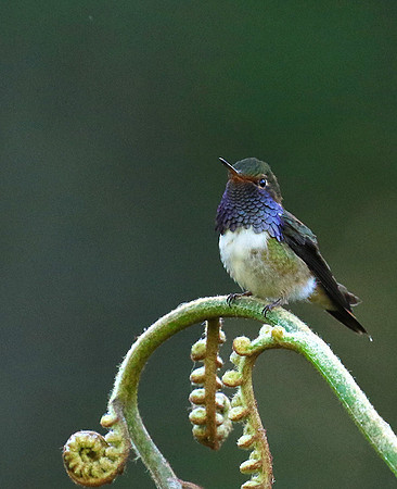 Volcano talamanca (male)