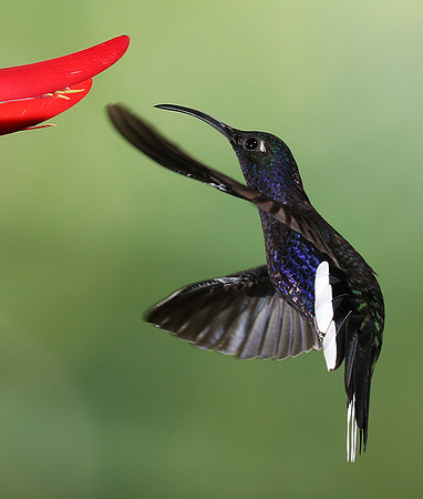 Violet saberwing