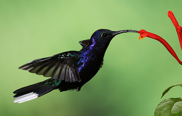 Violet saberwing