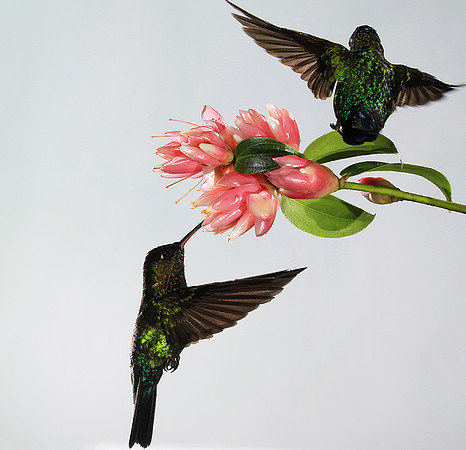 Fiery throated humming bird