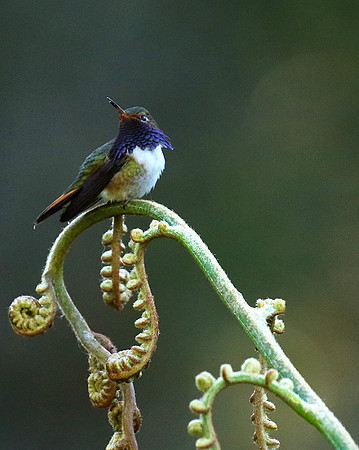 Volcano talamanca (male)