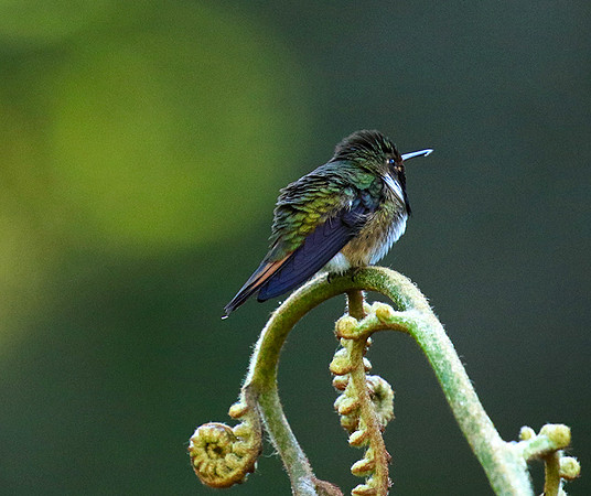 Volcano talamanca (male)