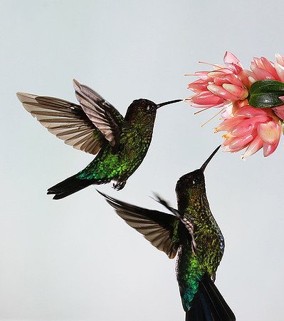Fiery throated humming bird