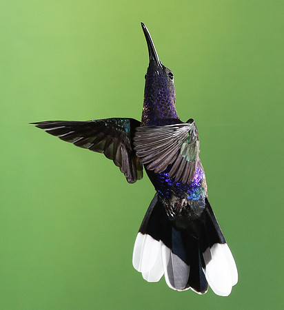 Violet saberwing