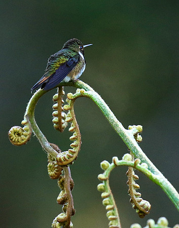 Volcano talamanca (male)