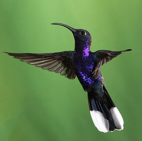 Violet saberwing