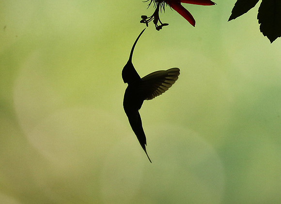 Silhouette