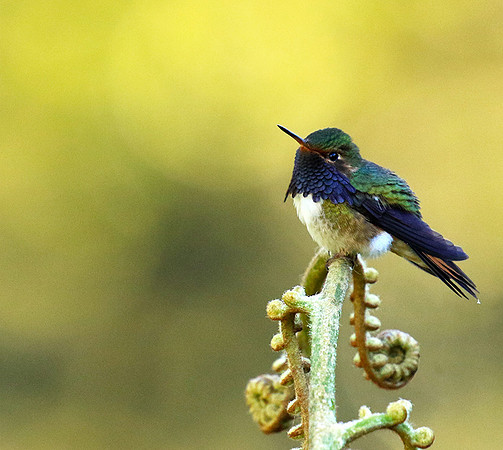 Volcano talamanca (male)