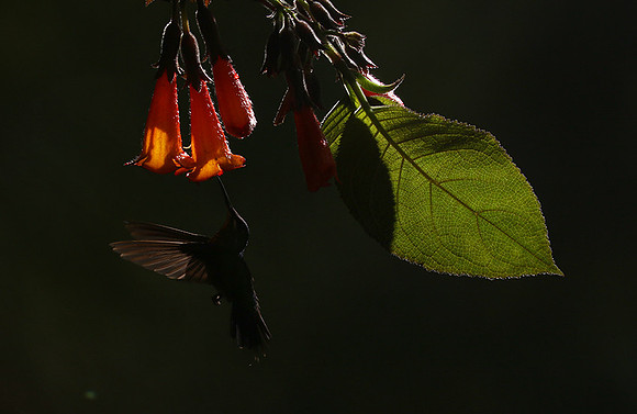 Backlit humming bird