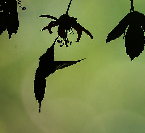 Silhouette