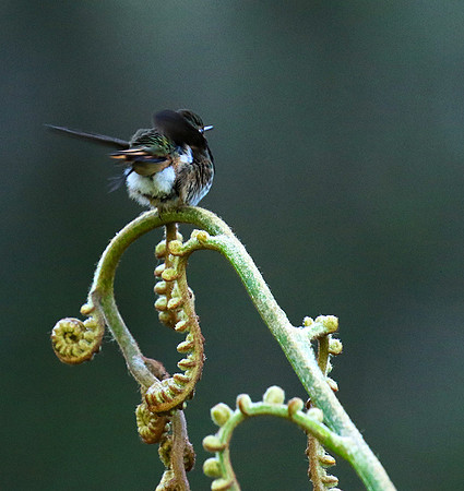 Volcano talamanca (male)