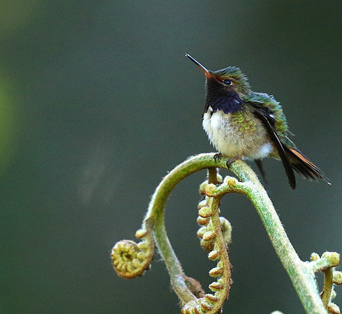 Volcano talamanca (male)