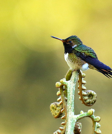 Volcano talamanca (male)