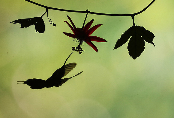 Silhouette