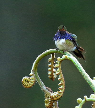 Volcano talamanca (male)