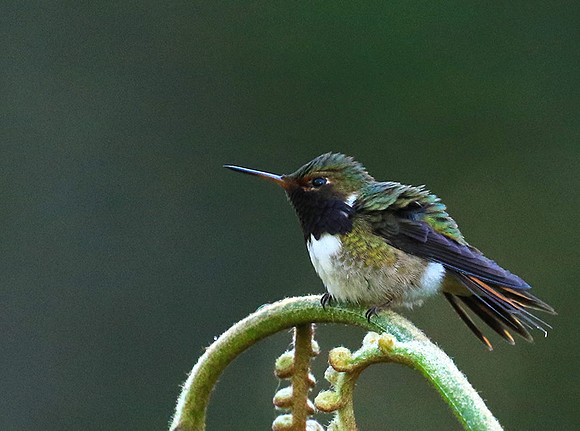 Volcano talamanca (male)