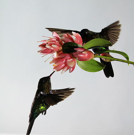 Fiery throated humming bird