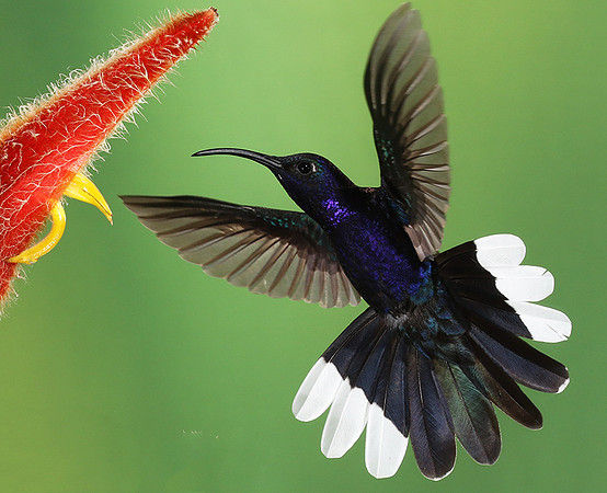 Violet saberwing