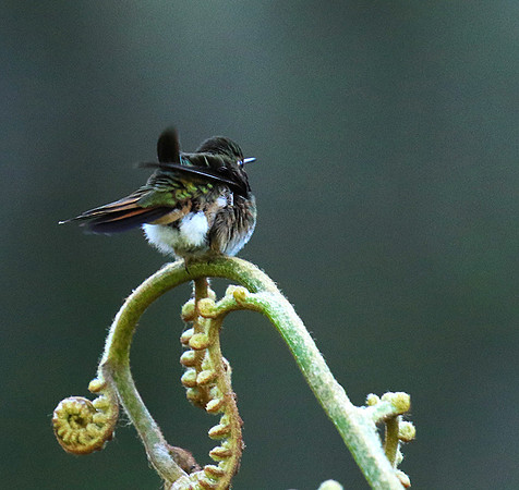 Volcano talamanca (male)