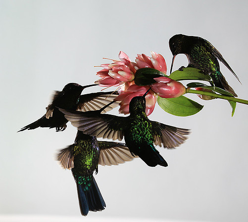Fiery throated humming bird