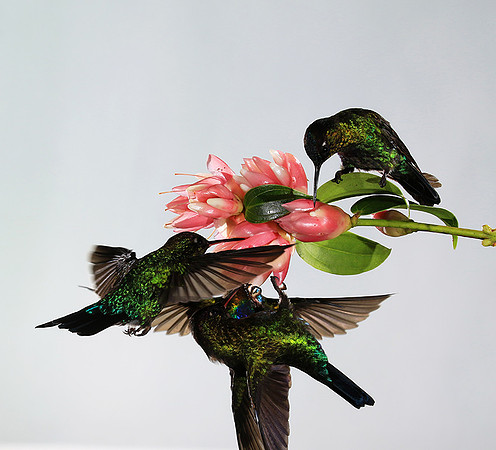 Fiery throated humming bird
