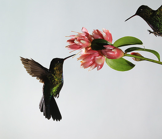 Fiery throated humming bird