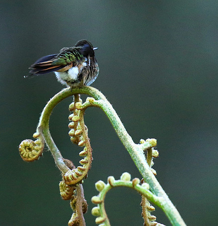 Volcano talamanca (male)