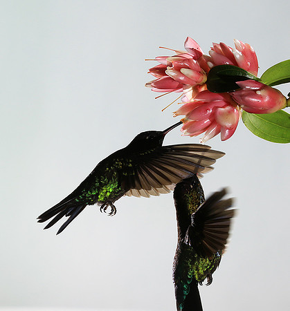 Fiery throated humming bird