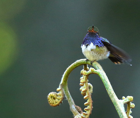 Volcano talamanca (male)