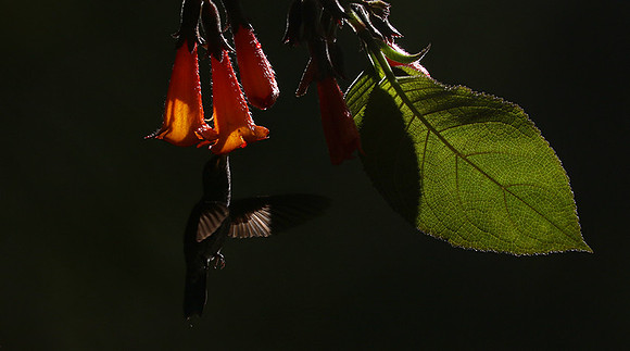 Backlit humming bird
