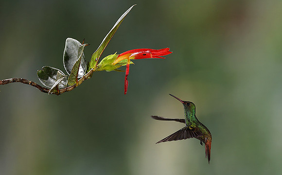 Humming bird