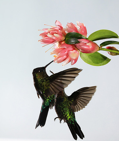Fiery throated humming bird